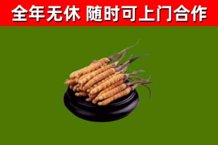 达尔罕茂明安联合旗烟酒回收冬虫夏草.jpg